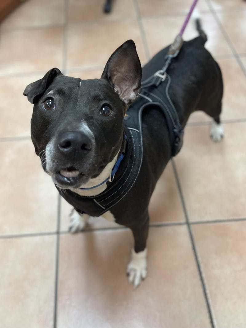 Humane Society of Greater Miami