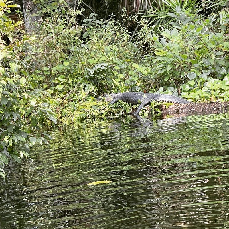 Alligator
