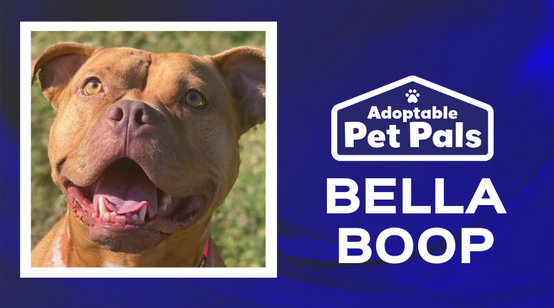 Bella Boop