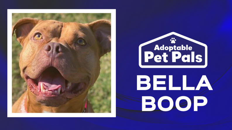 Adoptable Pet Pals: Meet Bella Boop