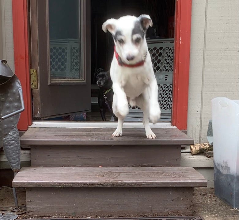 Rock's dog Bailey