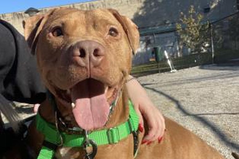 96.5 WTDY PSPCA Pet of the Week