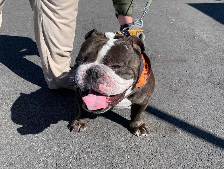Bulldog