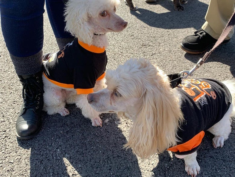 dogs