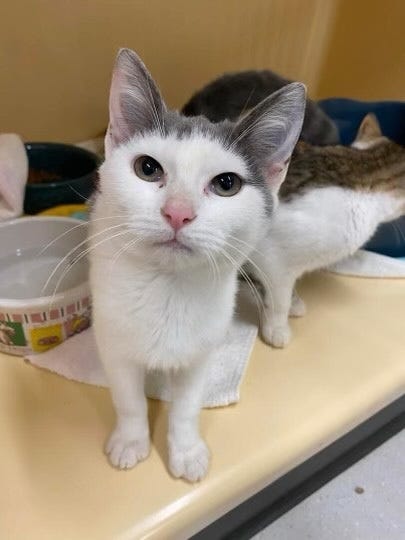 kitten
