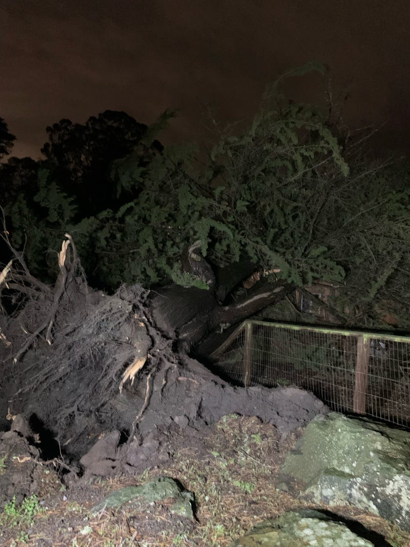 Tree down in El Cerrito on the Berkeley Country Club, crashing through a back yard fence.