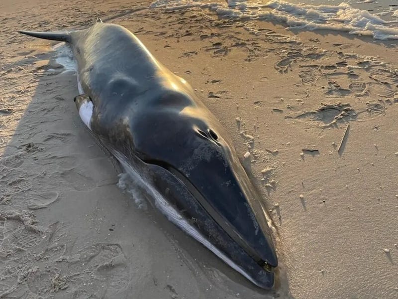 An 18-foot Minke whale was euthanized after beaching on the Jersey Shore Tuesday after a medical evaluation determined that the animal was in poor health and its chances of survival were low.