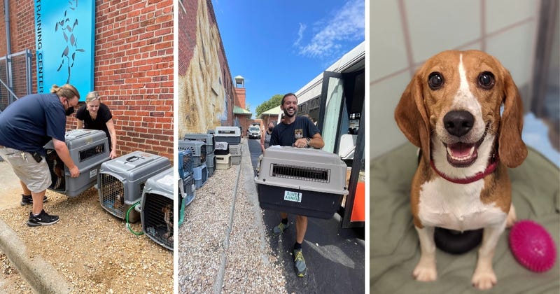 Beagles at Richmond SPCA