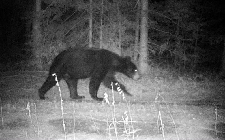 Bear on security camera