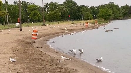 High levels of bacteria couldn't keep hundreds out of the Belle Isle water over the weekend
