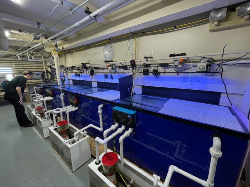 Behind-the-scenes at The Belle Isle Aquarium