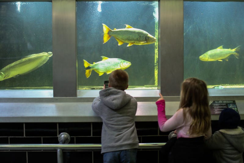 Kids enjoy the Belle Isle Aquarium