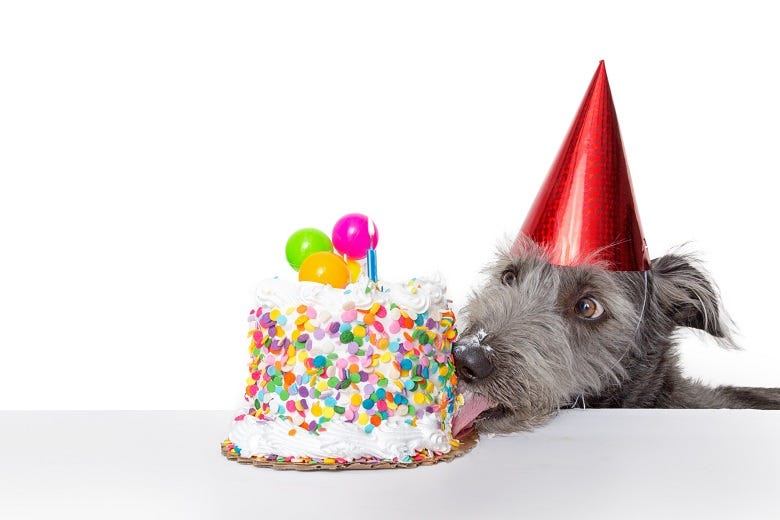 dog eating birthday cake