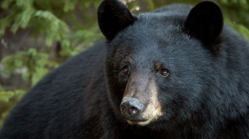 black bear encounter