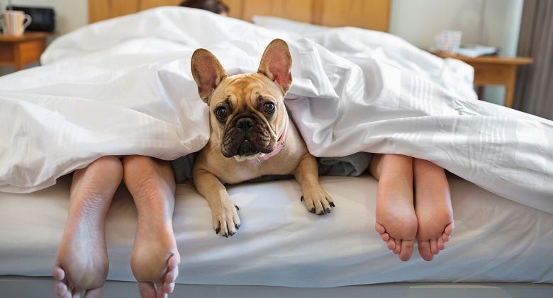 feet and dog's head stick out of blankets in bed
