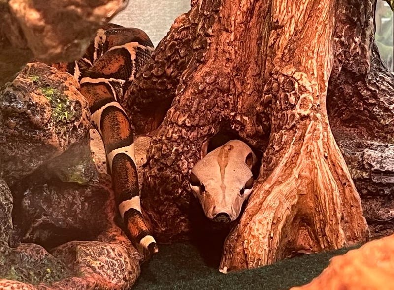 A five-foot boa constrictor, retroactively named Severus, was found on a gate in the UWS on Wednesday morning.
