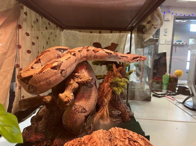 A five-foot boa constrictor, retroactively named Severus, was found on a gate in the UWS on Wednesday morning.