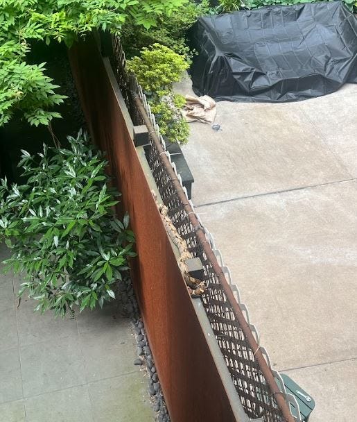 A five-foot boa constrictor, retroactively named Severus, was found on a gate in the UWS on Wednesday morning.
