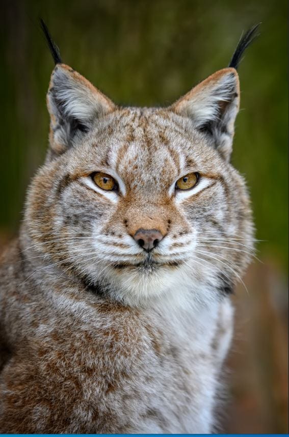 bobcat westport