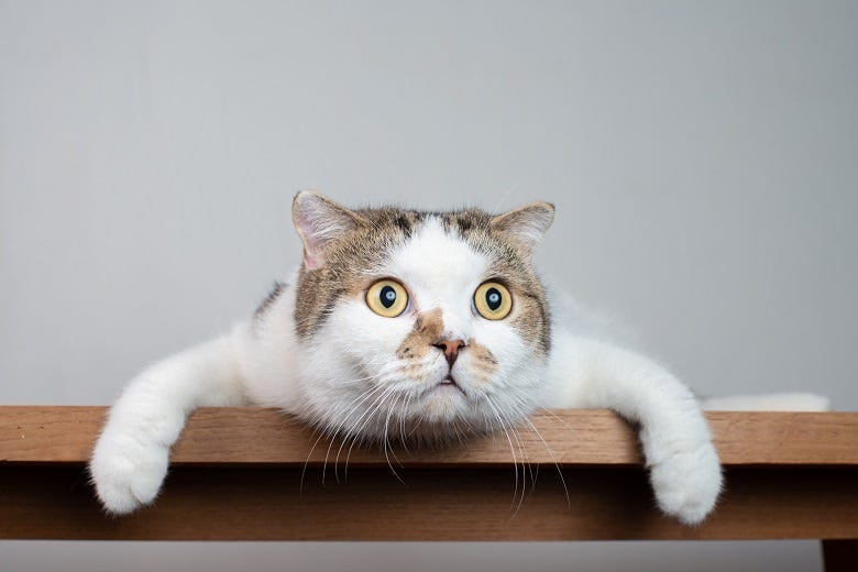 cat with surprised look on face