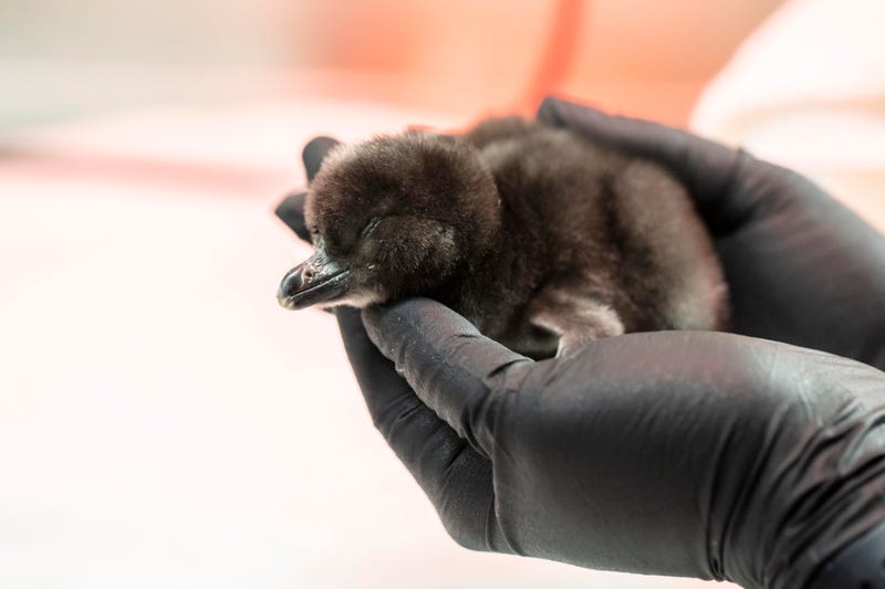 Shedd Aquarium welcomes 4 new penguin chicks