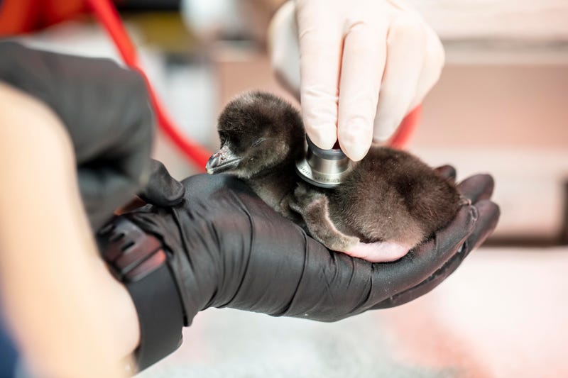 Shedd Aquarium welcomes 4 new penguin chicks