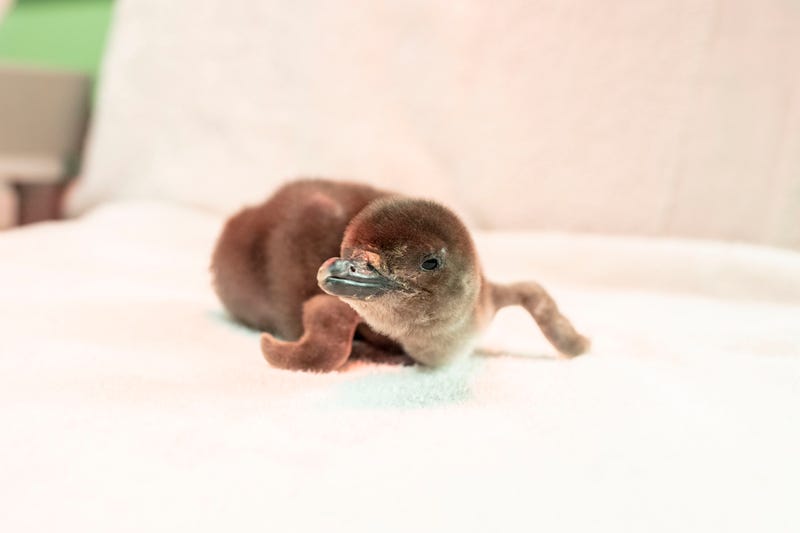 Shedd Aquarium welcomes 4 new penguin chicks