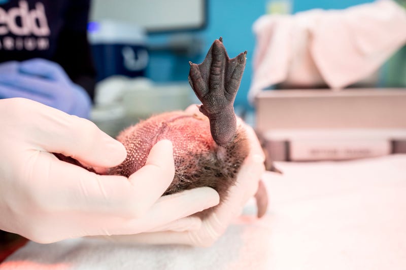 Shedd Aquarium welcomes 4 new penguin chicks