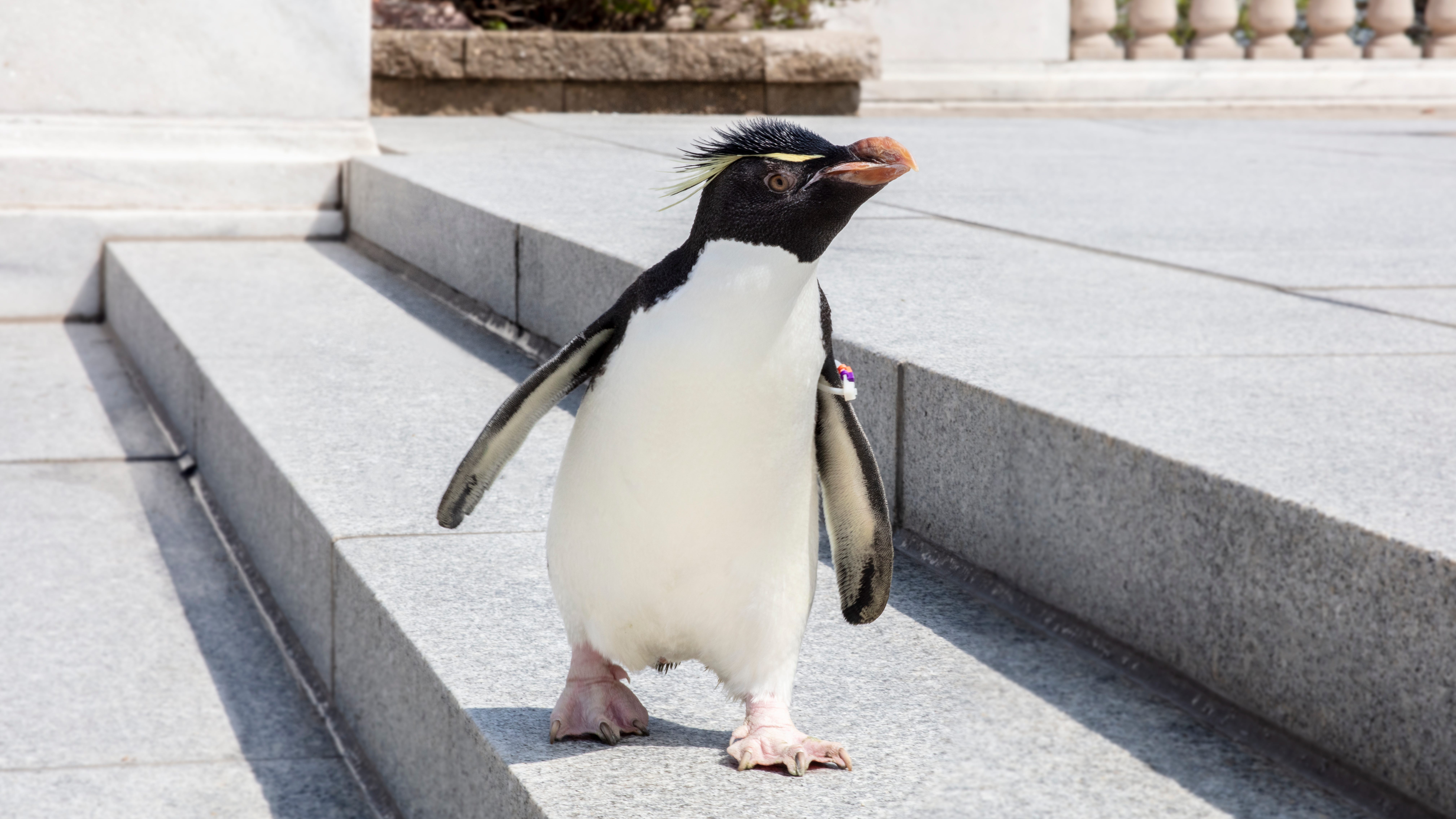 Shedd Aquarium's world-famous penguin, Wellington, turns 33 on Sunday