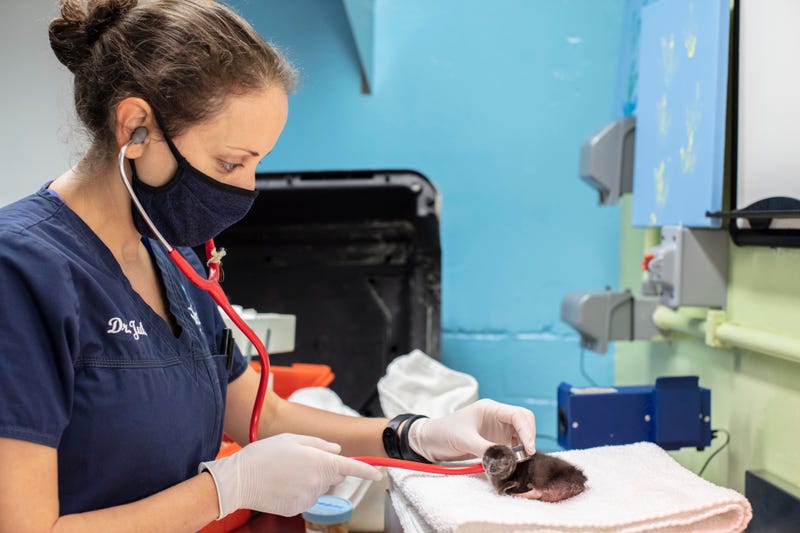 Shedd Aquarium welcomes 4 new penguin chicks
