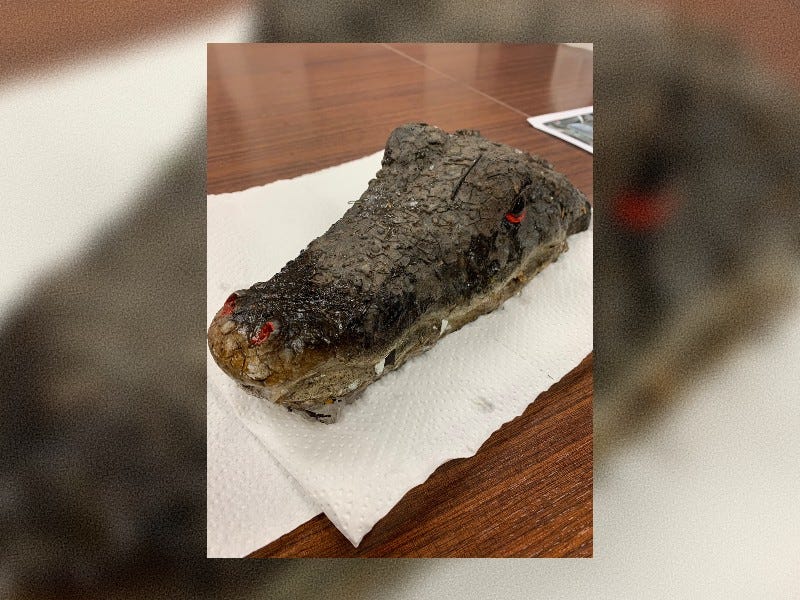 Fake alligator head found in Bloomfield Township pond