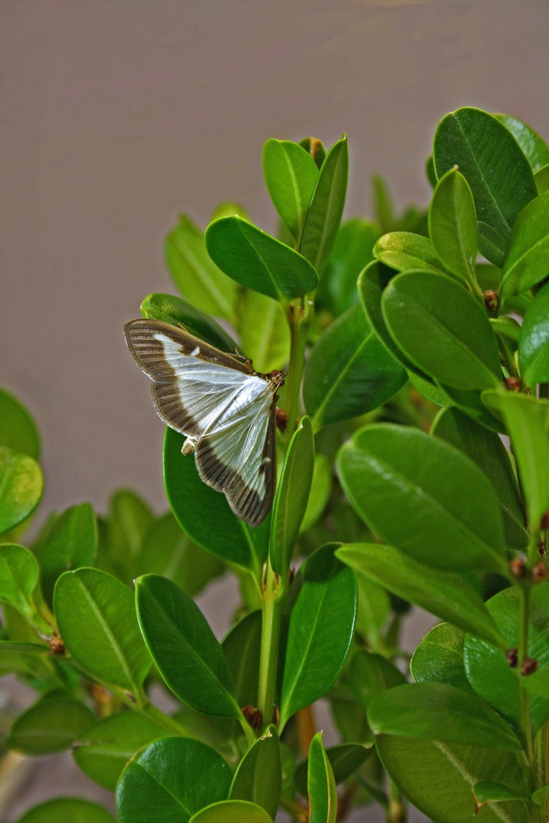 Box tree moth on a twig