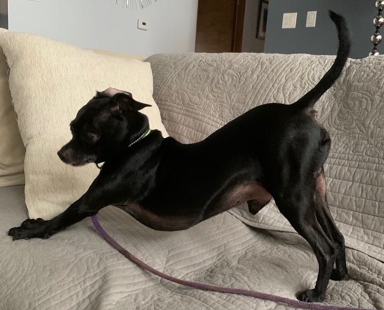 Rock's dog Buddy stretching on the couch