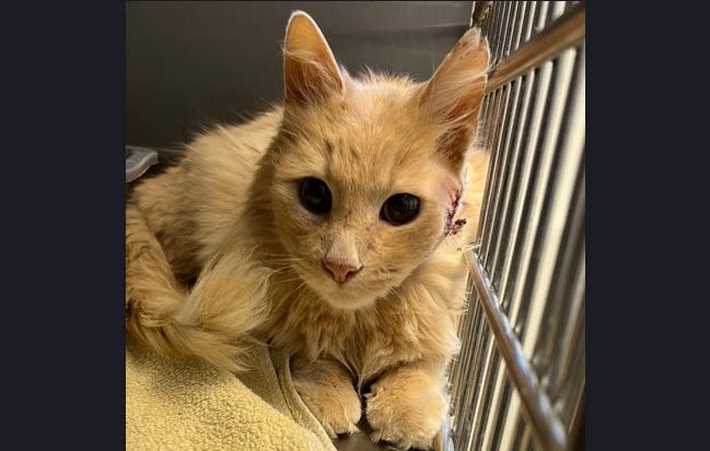 Staff at a Lansing animal shelter were left in disbelief this week after they discovered an injured cat brought to their care had been shot — and the bullet was still in his head.