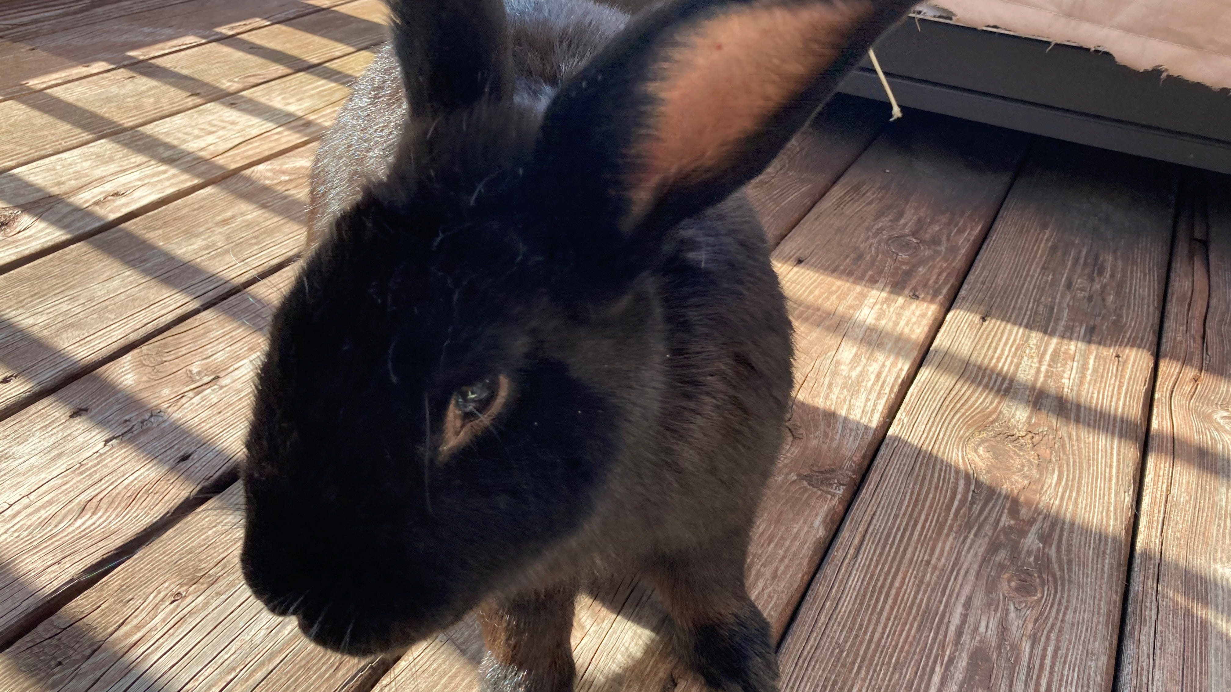 Deadly virus has hopped from wild rabbits to pet bunny population: veterinarian