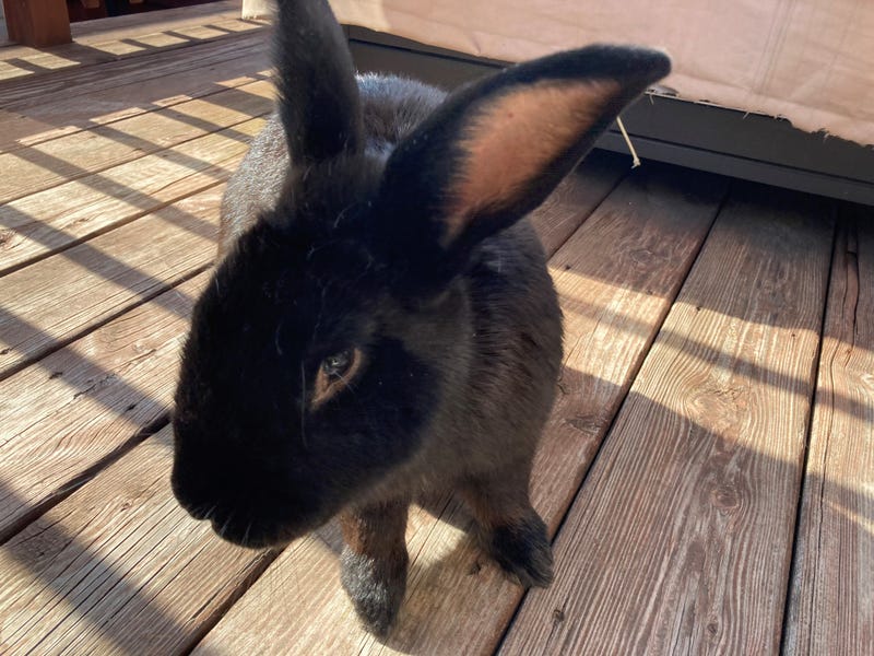 rabbit