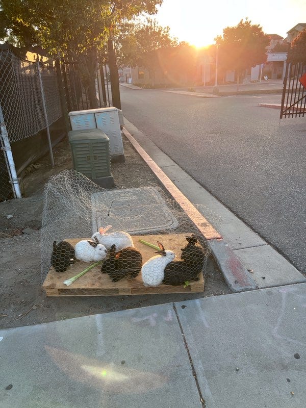 Abandoned rabbits left in a wire cage outside of a shelter.