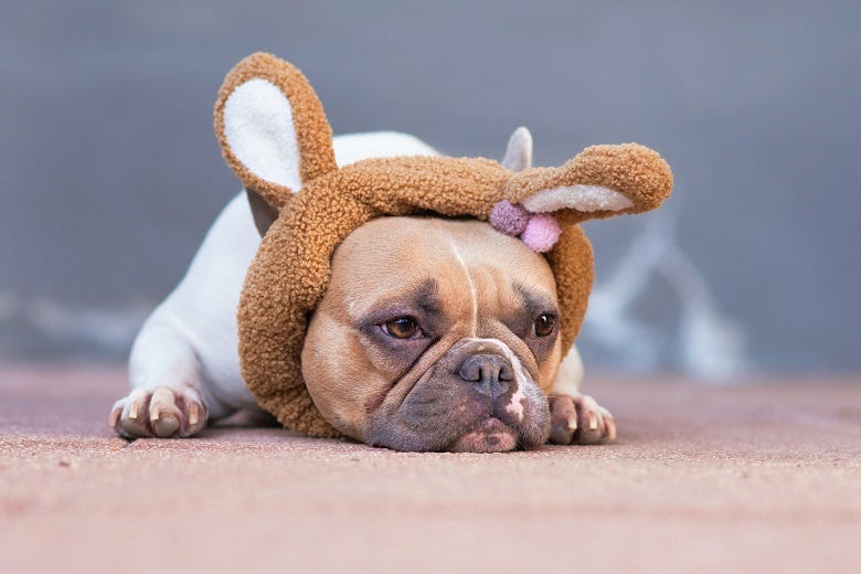 Dog with bunny ears