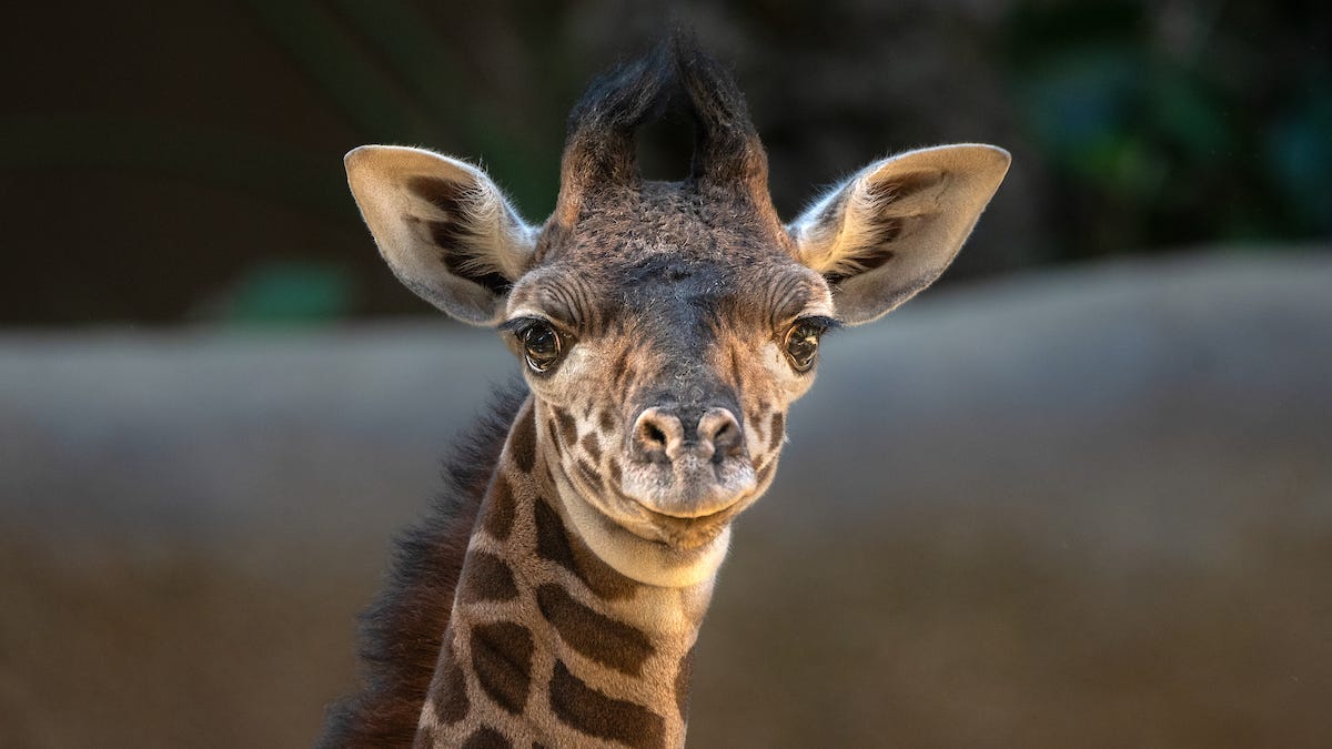 L.A. Zoo's new baby giraffe is the tallest calf in zoo's history, officials say