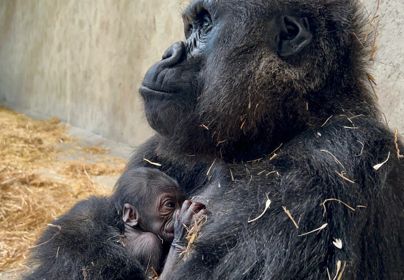 baby gorilla born at the Detroit Zoo