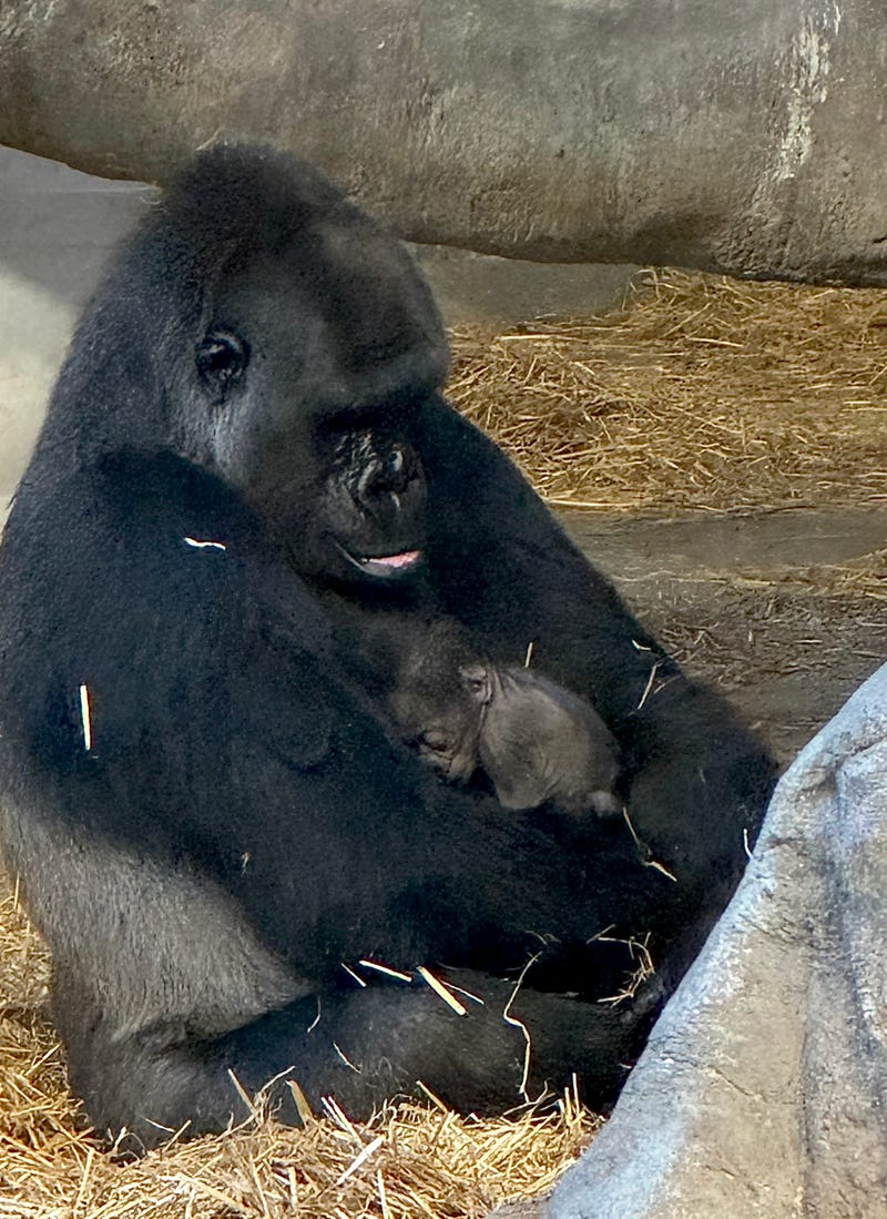 baby gorilla and mother at Detroit Zoo