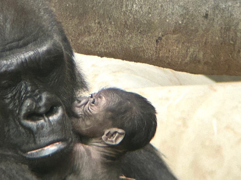 baby gorilla and mother at Detroit Zoo