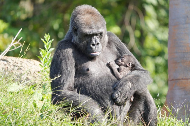 Baby gorilla at the Detroit Zoo with her mother, Bandia