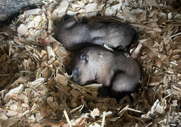 Punxsutawney Phil's children