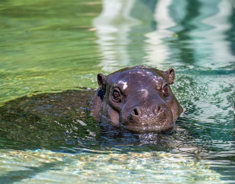 Baby hippo