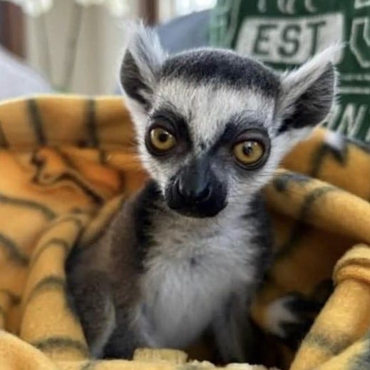 Photo of a baby ring-tailed lemur used to promote Even Keel Exotics. Image is from the complaint in United States v. Keeler, no. 2:23-cv-11748.