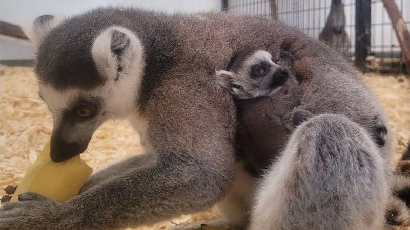 Photo of a baby ring-tailed lemur and its mother used to promote the sale of the baby lemur. Image is from the complaint in United States v. Keeler, no. 2:23-cv-11748.