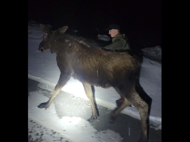 DNR conservation officer helping baby moose