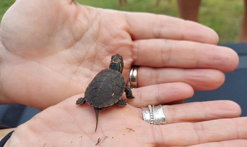 A Kane County resident holds a baby turtle.