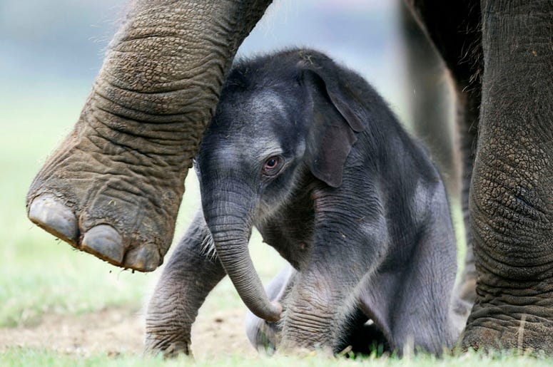 Baby_Elephant